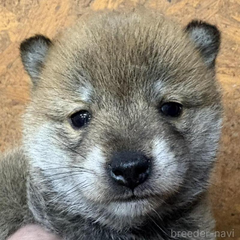 販売中の千葉県の豆柴-456846の2枚目