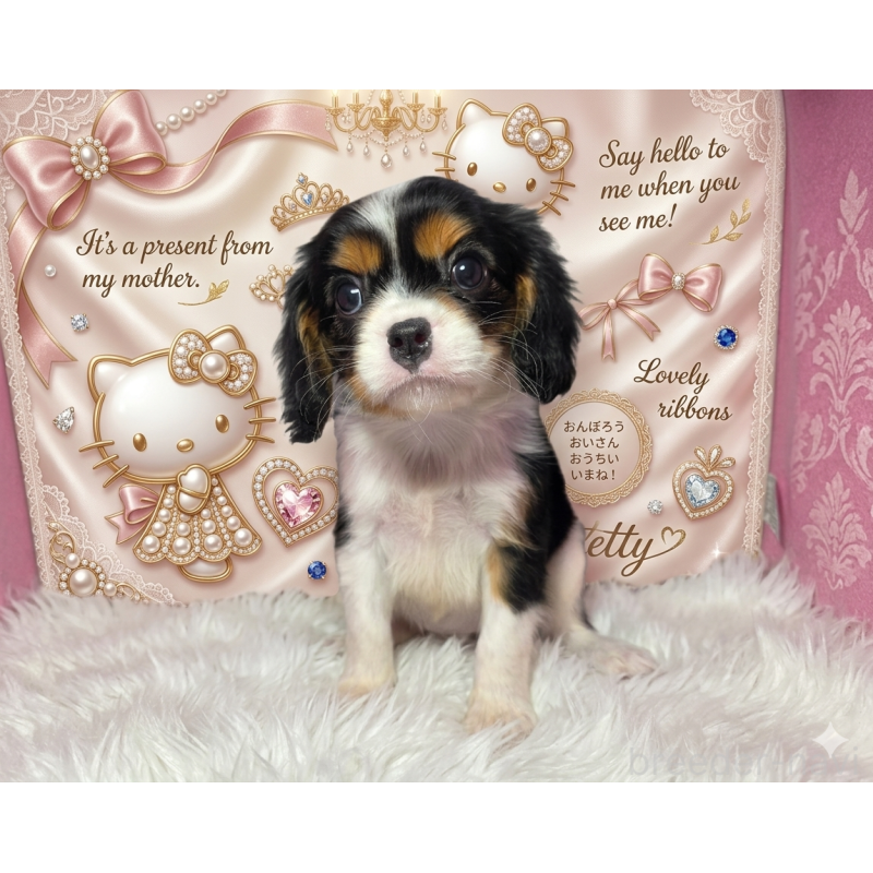 販売中の静岡県のキャバリアキングチャールズスパニエル-450126