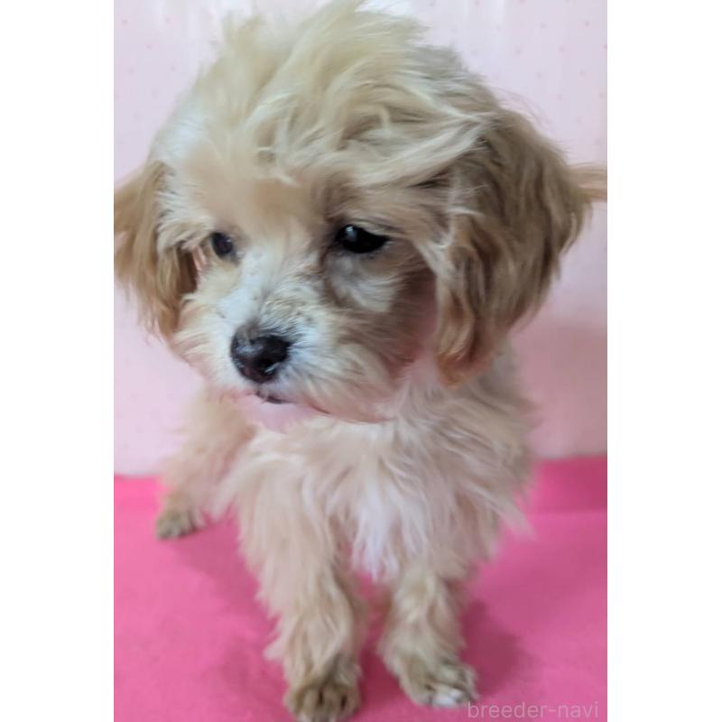 販売中の埼玉県のマルプー:マルチーズ×トイプードル-456850の10枚目