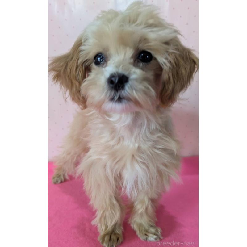 販売中の埼玉県のマルプー:マルチーズ×トイプードル-456850の9枚目