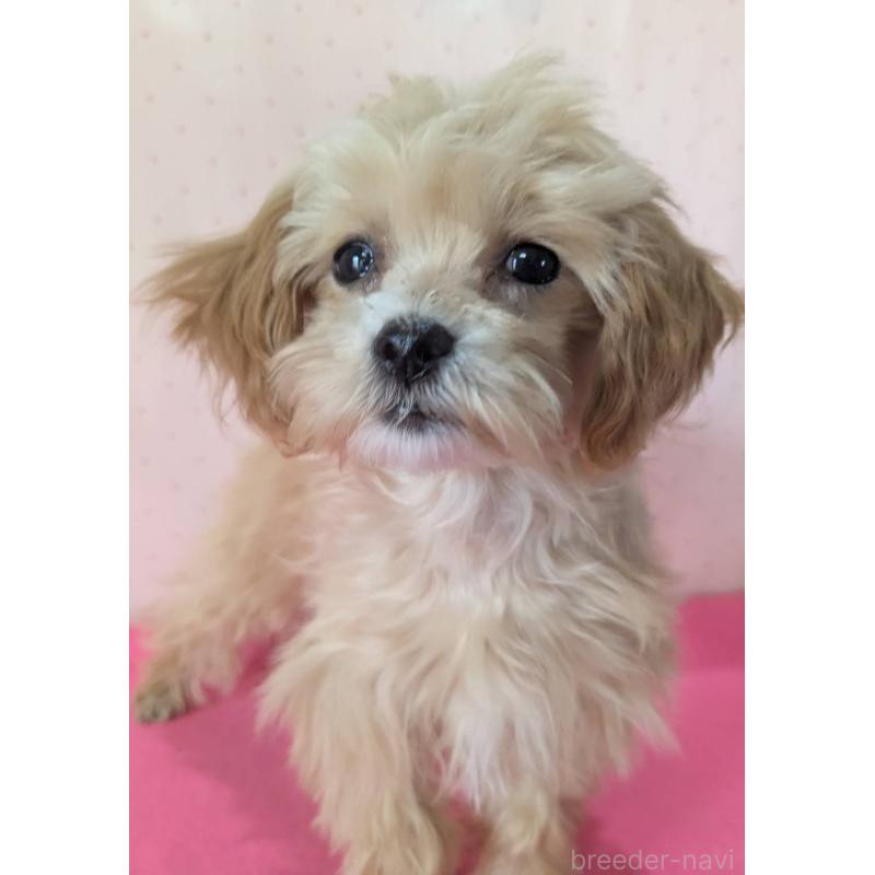 販売中の埼玉県のマルプー:マルチーズ×トイプードル-456850の8枚目