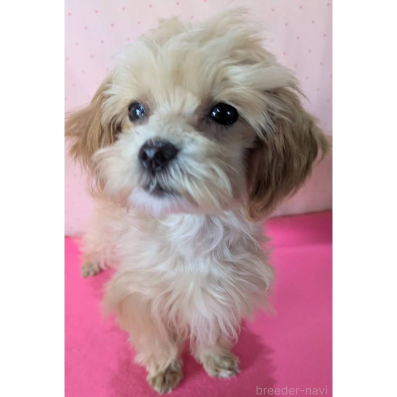 販売中の埼玉県のマルプー:マルチーズ×トイプードル-456850の7枚目