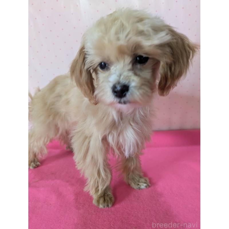 販売中の埼玉県のマルプー:マルチーズ×トイプードル-456850の6枚目