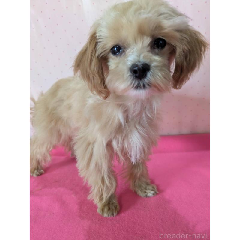 販売中の埼玉県のマルプー:マルチーズ×トイプードル-456850の5枚目