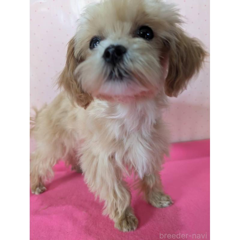 販売中の埼玉県のマルプー:マルチーズ×トイプードル-456850の4枚目