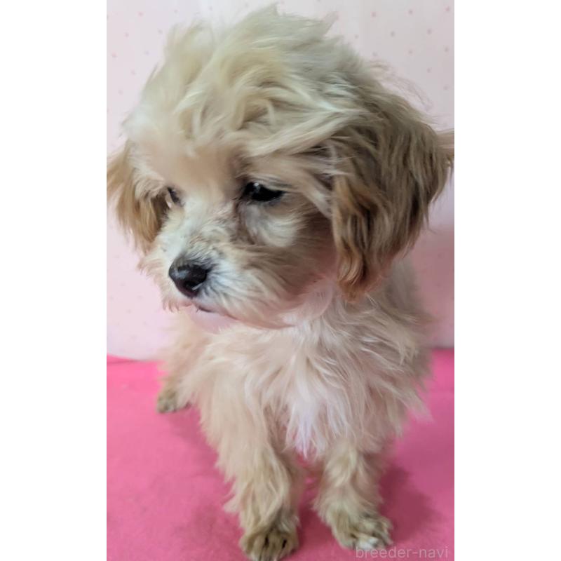 販売中の埼玉県のマルプー:マルチーズ×トイプードル-456850の3枚目