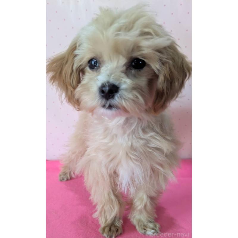 販売中の埼玉県のマルプー:マルチーズ×トイプードル-456850の2枚目