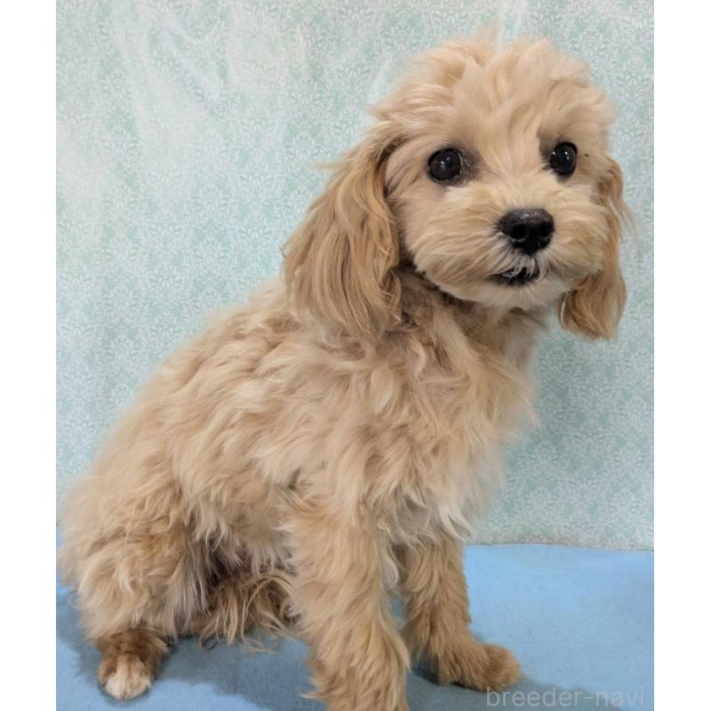 販売中の埼玉県のマルプー:マルチーズ×トイプードル-423328