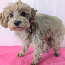 ♀︎マルプー:マルチーズ×トイプードル