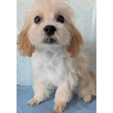 ♀︎マルプー:マルチーズ×トイプードル