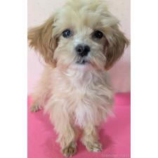 オンライン見学