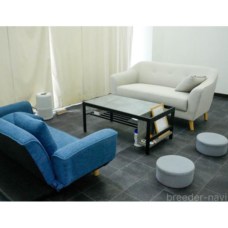 販売中の東京都のマルチーズ-456868の16枚目