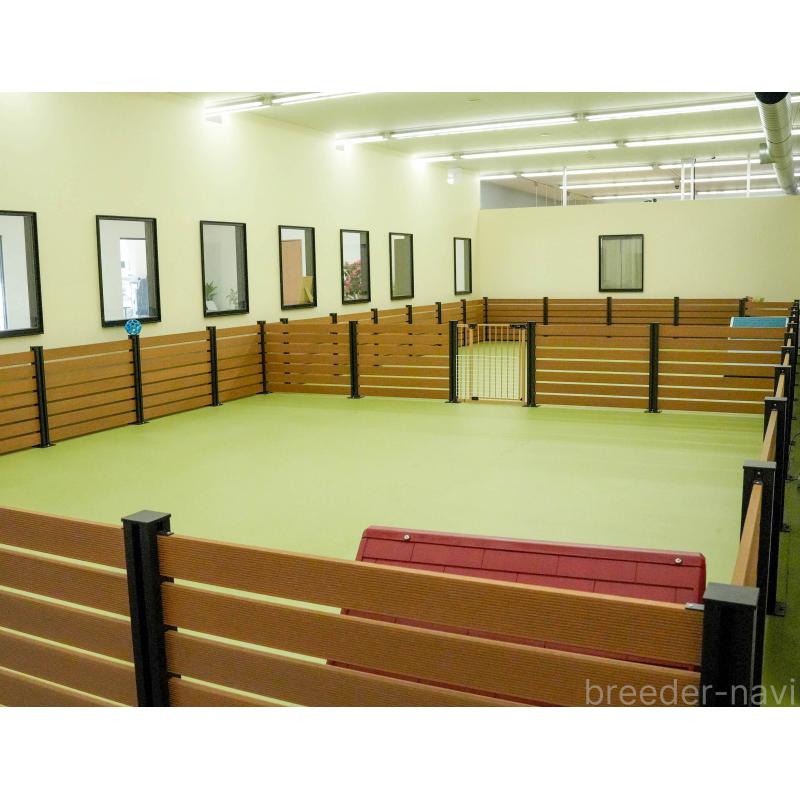 販売中の東京都のマルチーズ-456868の14枚目