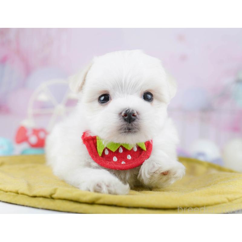 販売中の東京都のマルチーズ-456868の11枚目