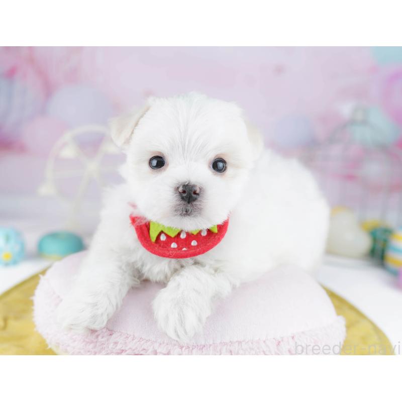 販売中の東京都のマルチーズ-456868の10枚目