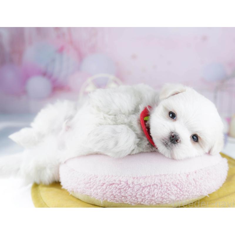 販売中の東京都のマルチーズ-456868の9枚目