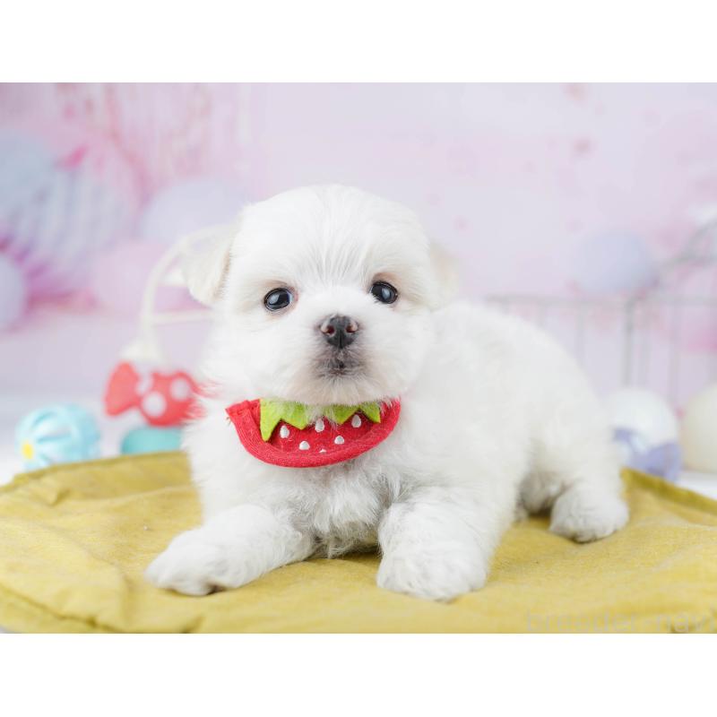 販売中の東京都のマルチーズ-456868の8枚目