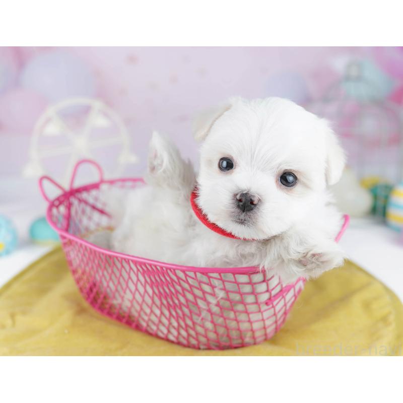 販売中の東京都のマルチーズ-456868の7枚目