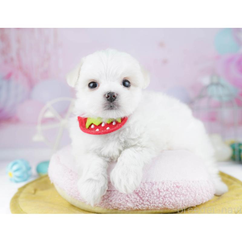 販売中の東京都のマルチーズ-456868の6枚目