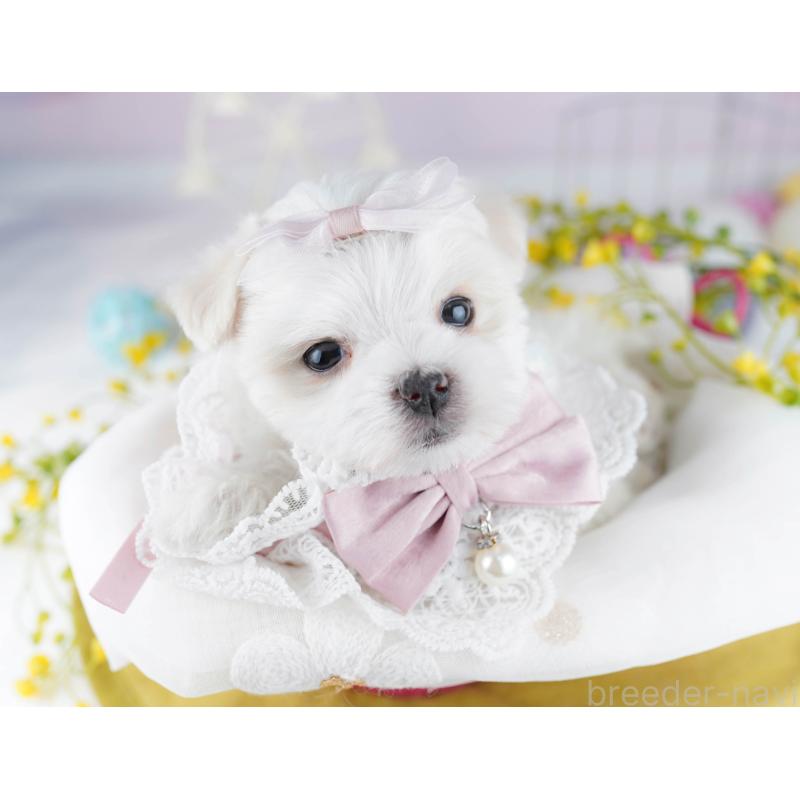 販売中の東京都のマルチーズ-456868の2枚目