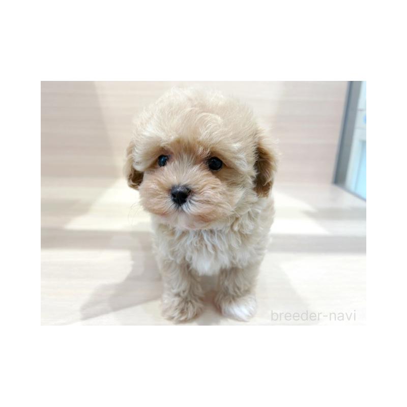 販売中の東京都のマルプー:マルチーズ×トイプードル-452985