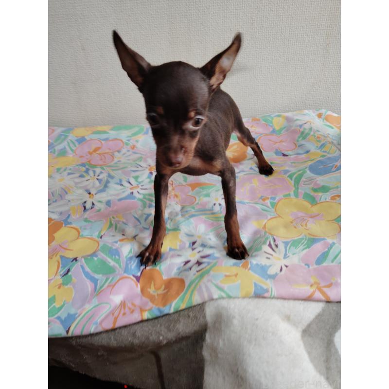 販売中の大阪府のミニチュアピンシャー(ミニピン)-456859の5枚目