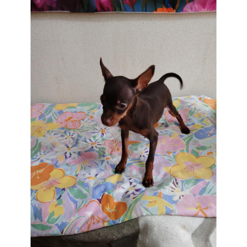 販売中の大阪府のミニチュアピンシャー(ミニピン)-456859の4枚目