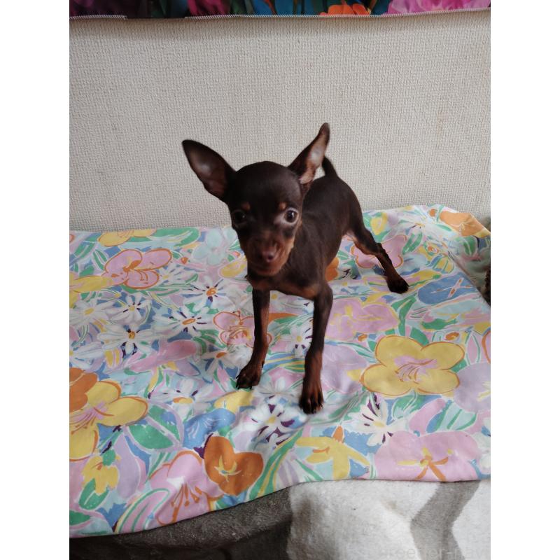 販売中の大阪府のミニチュアピンシャー(ミニピン)-456859の2枚目