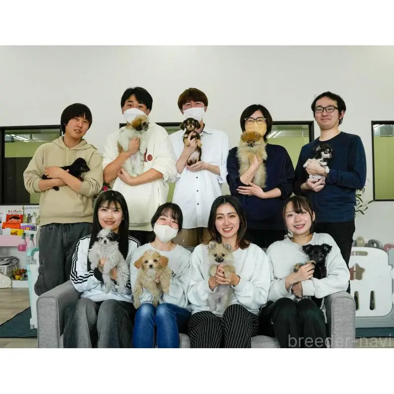 販売中の東京都のチワックス:チワワ×ミニチュアダックスフンド-456922の19枚目