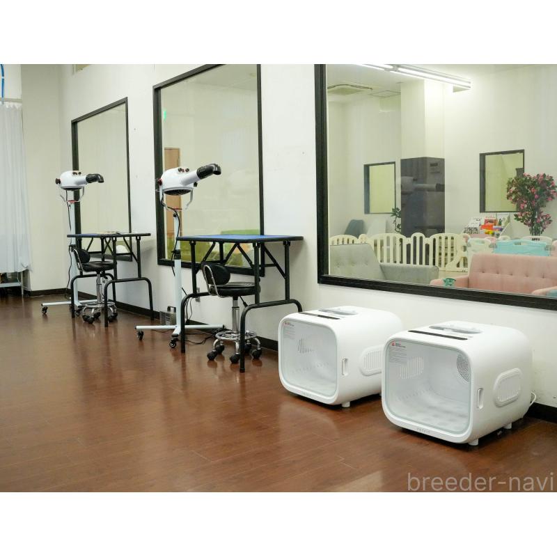 販売中の東京都のチワックス:チワワ×ミニチュアダックスフンド-456922の13枚目