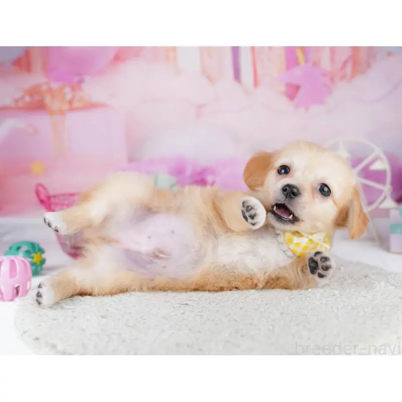 販売中の東京都のチワックス:チワワ×ミニチュアダックスフンド-456922の8枚目