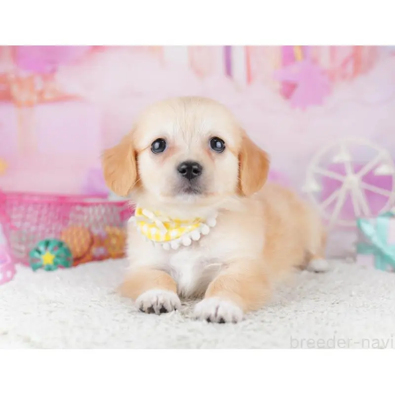 販売中の東京都のチワックス:チワワ×ミニチュアダックスフンド-456922の3枚目