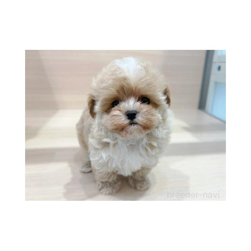 販売中の東京都のマルプー:マルチーズ×トイプードル-452984