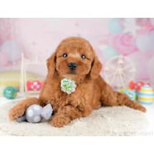 ♀︎トイプードル