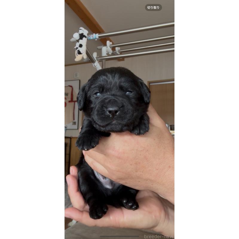 販売中の佐賀県のラブラドールレトリーバー-456860の8枚目