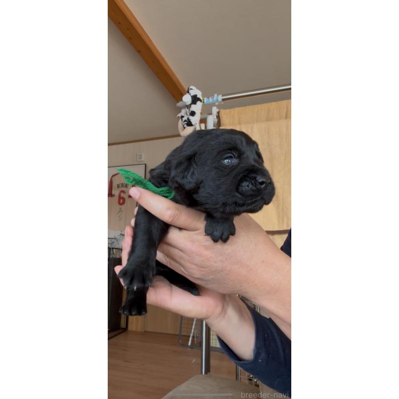 販売中の佐賀県のラブラドールレトリーバー-456860の5枚目