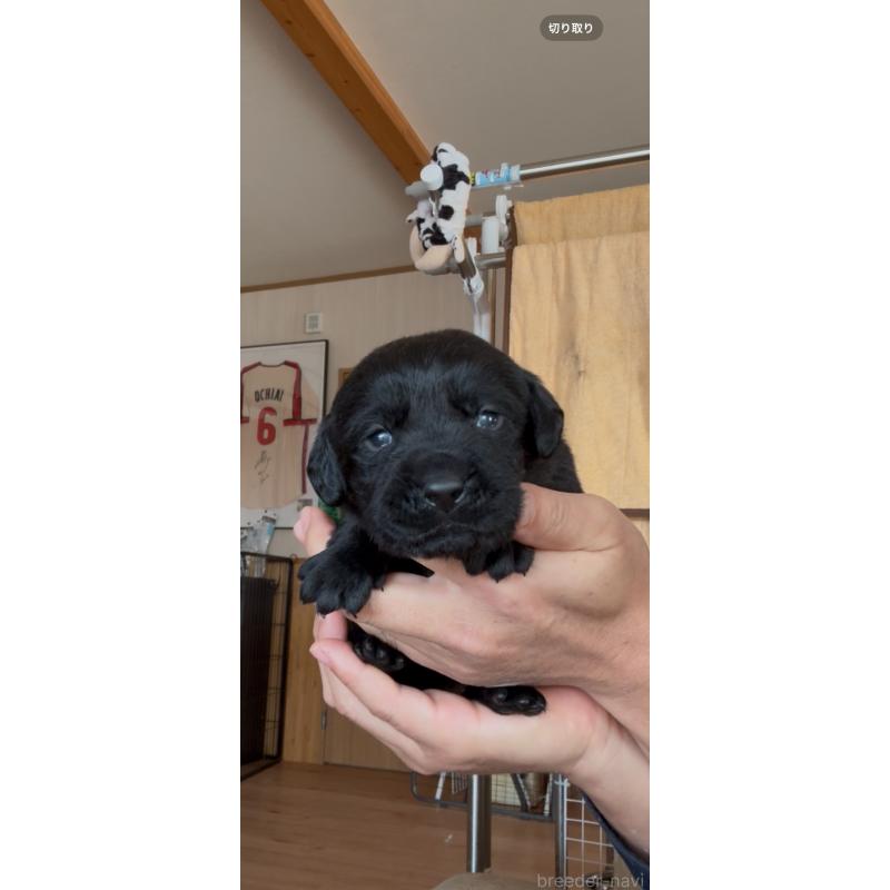 販売中の佐賀県のラブラドールレトリーバー-456860の4枚目