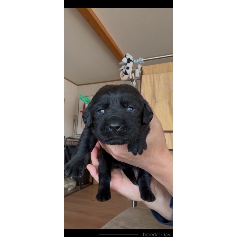 販売中の佐賀県のラブラドールレトリーバー-456860の3枚目