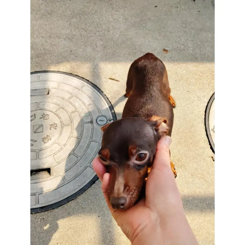 桃ちゃんちゃん2枚目