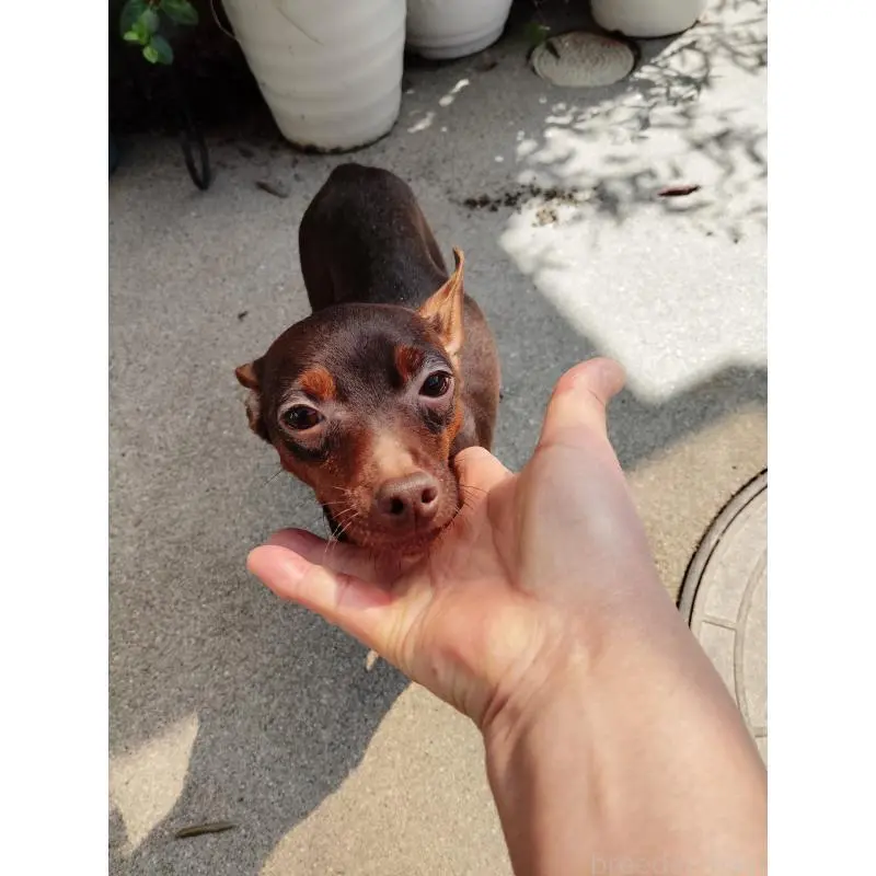 桃ちゃんちゃん3枚目