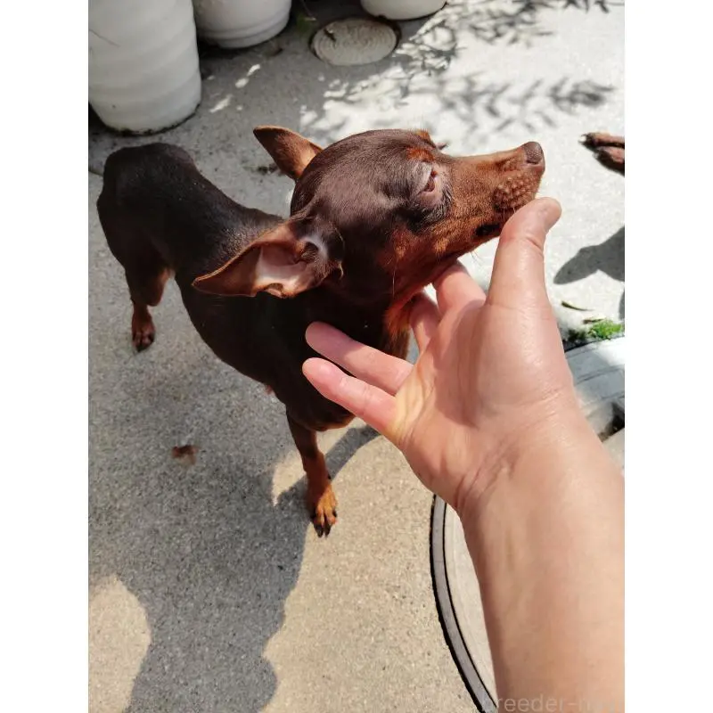 桃ちゃんちゃん4枚目