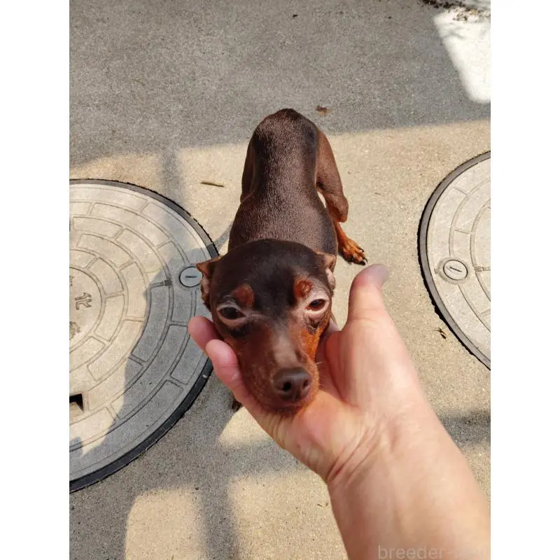 桃ちゃんちゃん5枚目