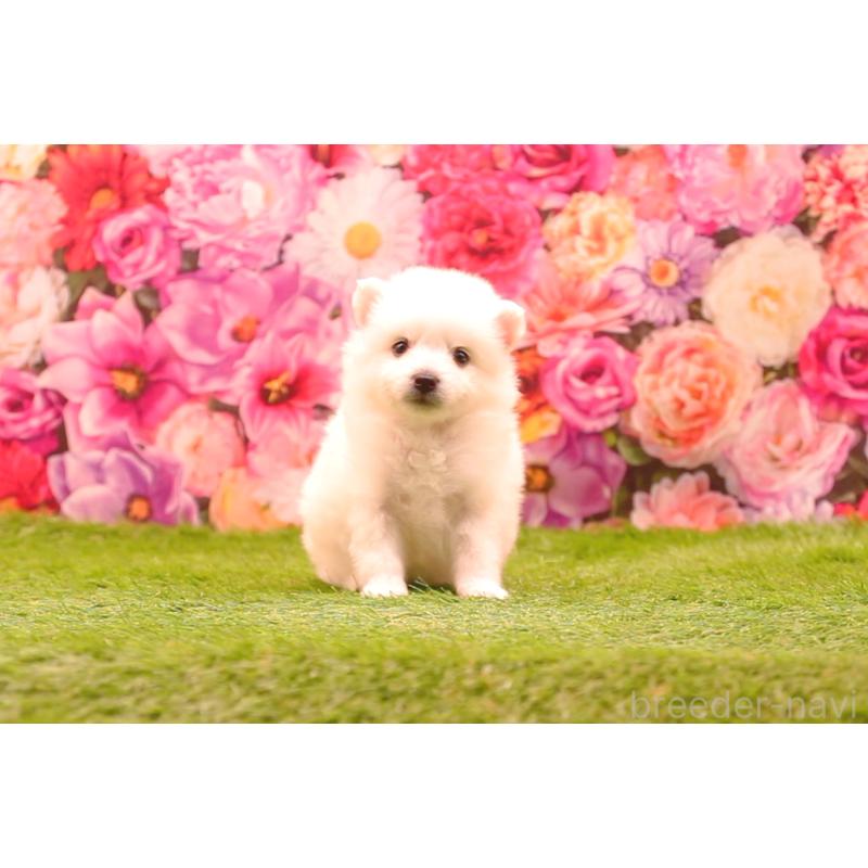 販売中の茨城県の日本スピッツ-456861の5枚目