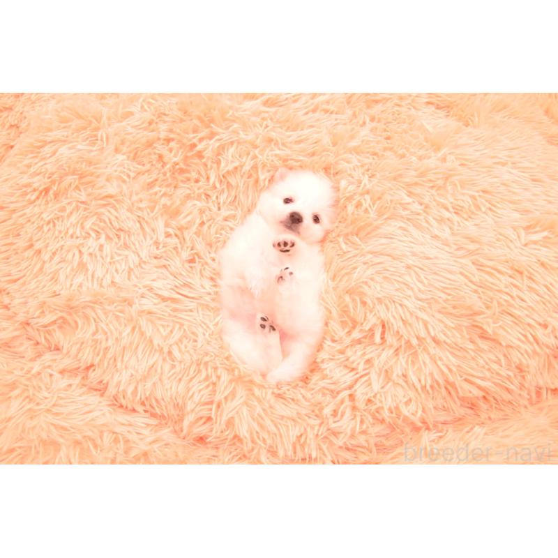 販売中の茨城県の日本スピッツ-456861の3枚目