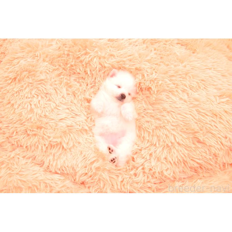 販売中の茨城県の日本スピッツ-456861の2枚目