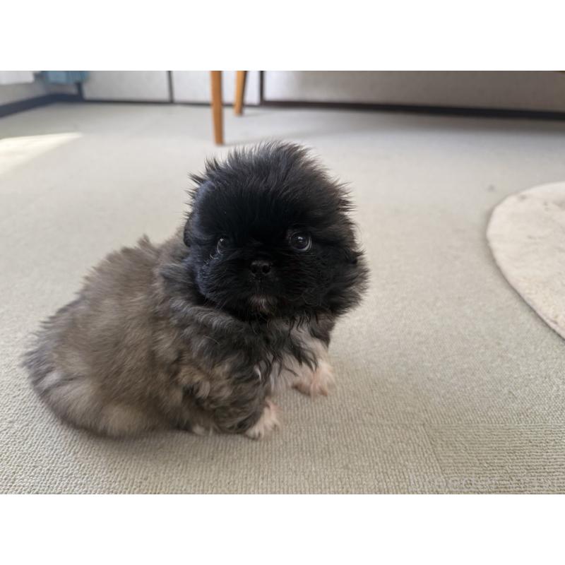 販売中の京都府のペキニーズ-456866の8枚目