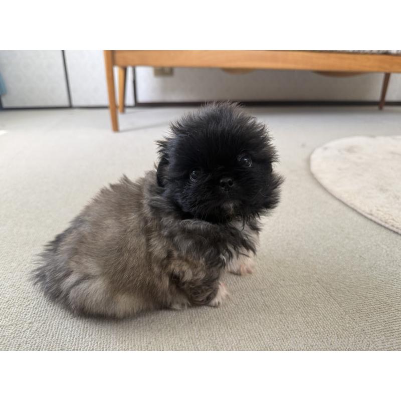 販売中の京都府のペキニーズ-456866の7枚目