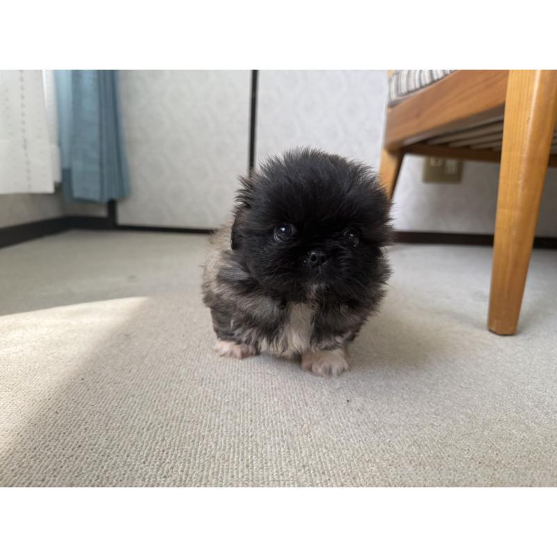 販売中の京都府のペキニーズ-456866の6枚目