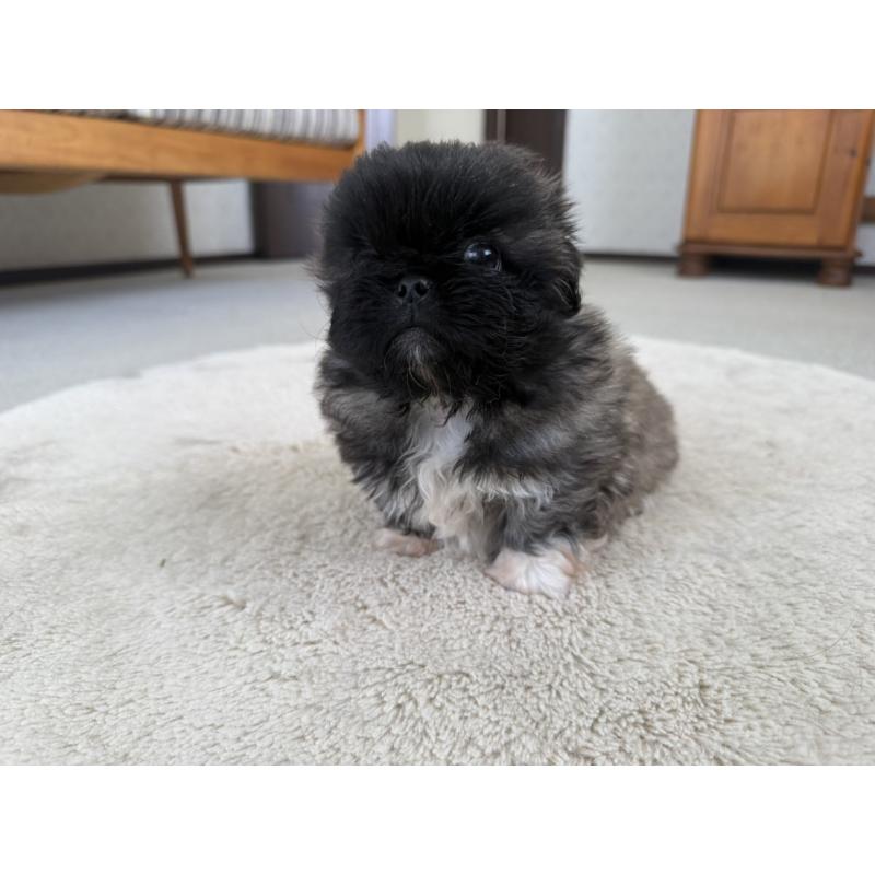 販売中の京都府のペキニーズ-456866の5枚目