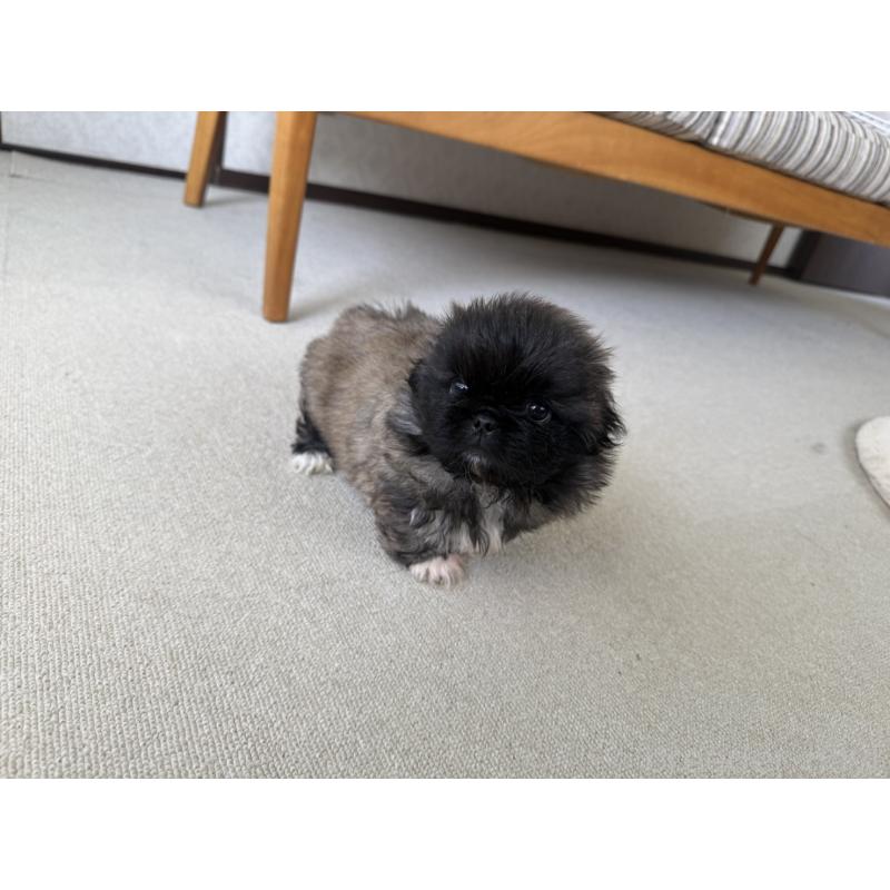 販売中の京都府のペキニーズ-456866の4枚目